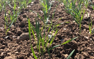 CROPS WATCH: Increasing root growth in winter wheat to help hit potential yield