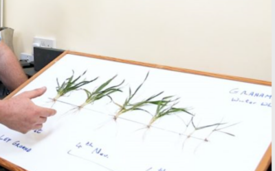 CROPS WATCH: Taking a more detailed look at the roots