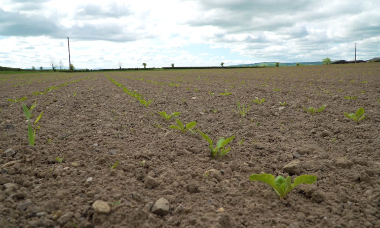 CROPS WATCH: Keep ahead of weeds in beet to ensure a clean crop