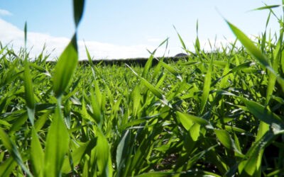 CROPS WATCH: Avoiding stress in spring barley is essential going forward