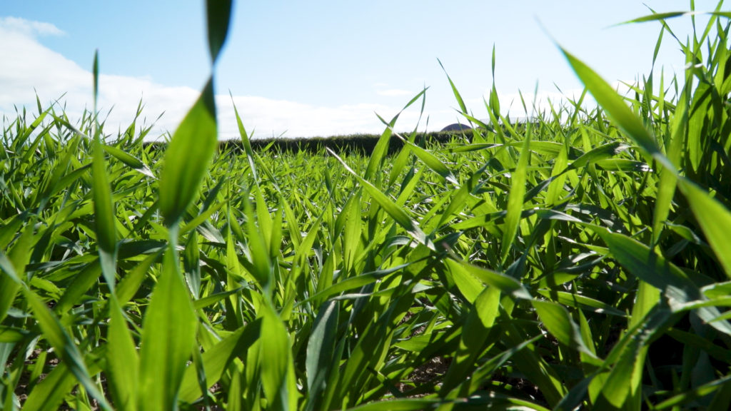 CROPS WATCH: Avoiding stress in spring barley is essential going forward