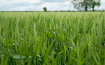 CROPS WATCH: Feeding winter barley to avoid disease