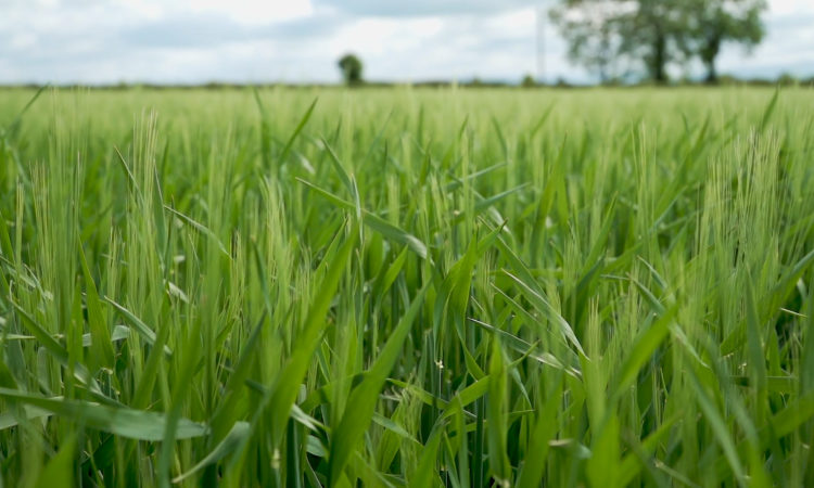 CROPS WATCH: Feeding winter barley to avoid disease