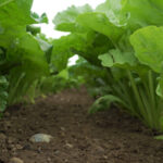 beet close up