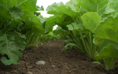 CROPS WATCH: Smart beet due fungicide