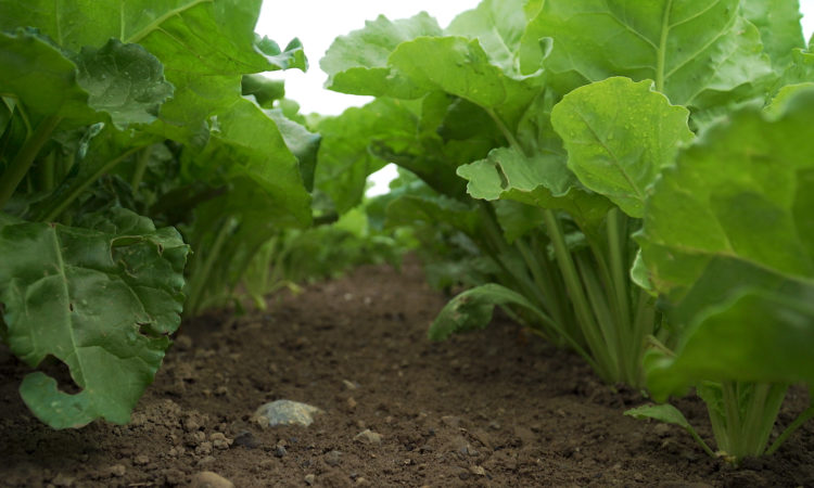 CROPS WATCH: Smart beet due fungicide