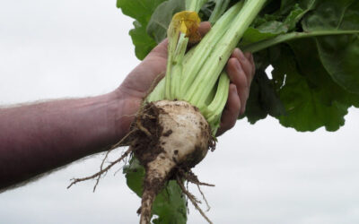 CROPS WATCH: Have you been feeding your beet crop?