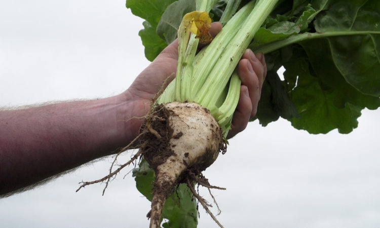 CROPS WATCH: Have you been feeding your beet crop?